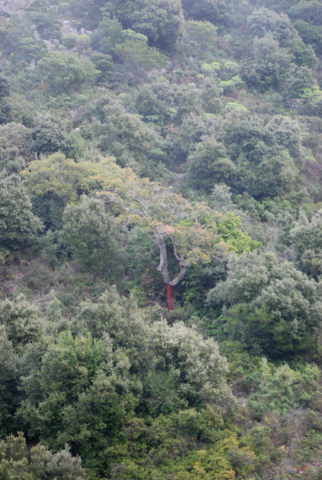 Quercus suber / Quercia da sughero