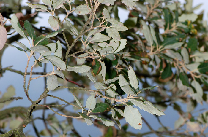 Quercus suber / Quercia da sughero