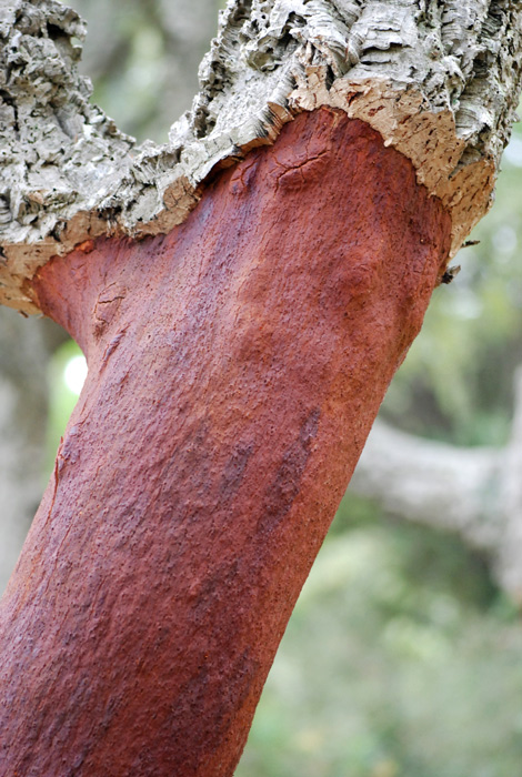 Quercus suber / Quercia da sughero