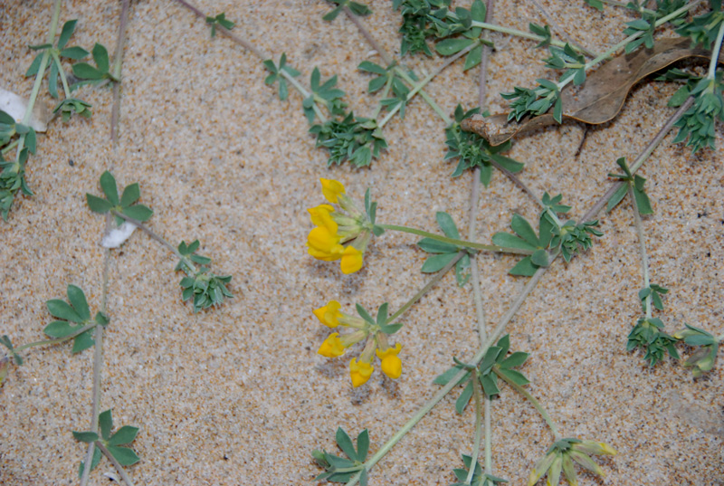 Lotus cytisoides ssp.conradiae / Ginestrino delle scogliere