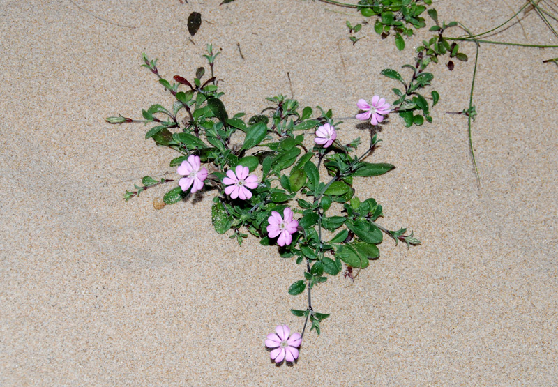 Silene colorata sl.