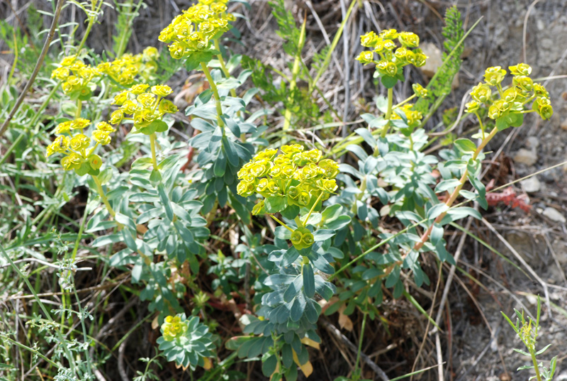 Euphorbia characias  (E. vwulfenii)