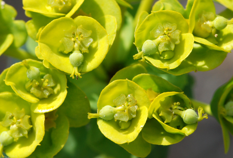 Euphorbia characias  (E. vwulfenii)