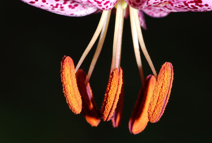 Lilium martagon / Giglio martagone