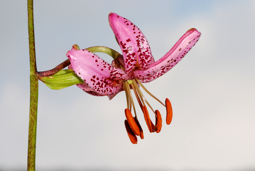 Lilium martagon / Giglio martagone