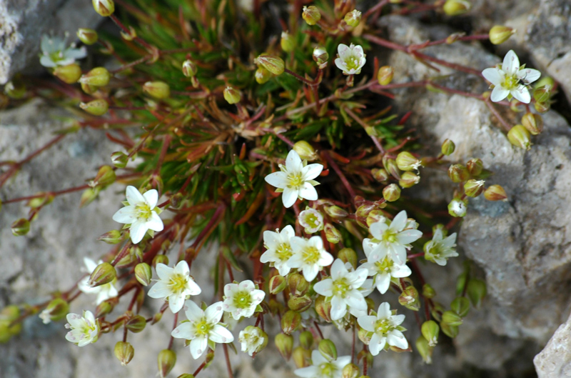 Sabulina verna (= Minuartia verna) / Minuartia primaverile