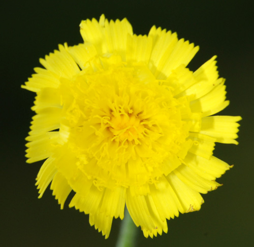 Hieracium (credo) da determinare