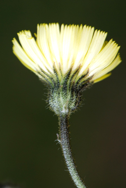 Hieracium (credo) da determinare