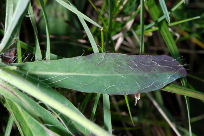 Hieracium (credo) da determinare