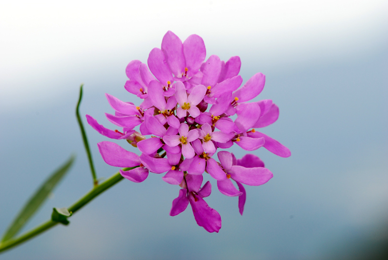 Iberis umbellata / Iberide rossa