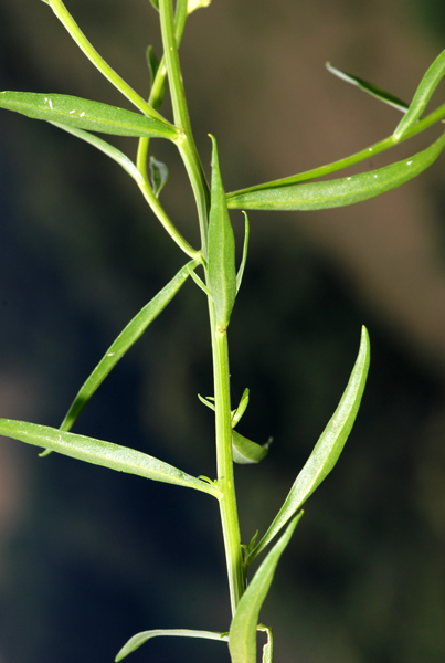 Iberis umbellata / Iberide rossa