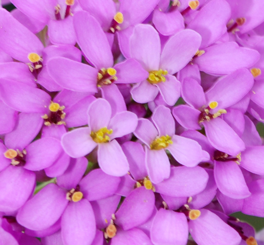 Iberis umbellata / Iberide rossa