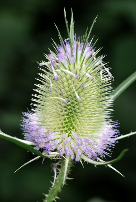 Dipsacus fullonum / Cardo dei lanaioli