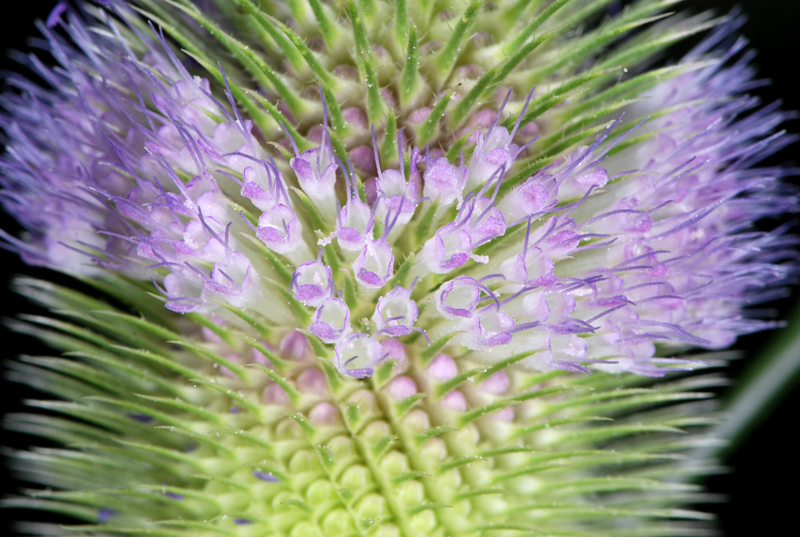 Dipsacus fullonum / Cardo dei lanaioli