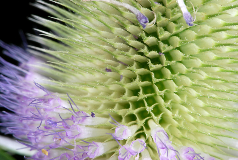 Dipsacus fullonum / Cardo dei lanaioli