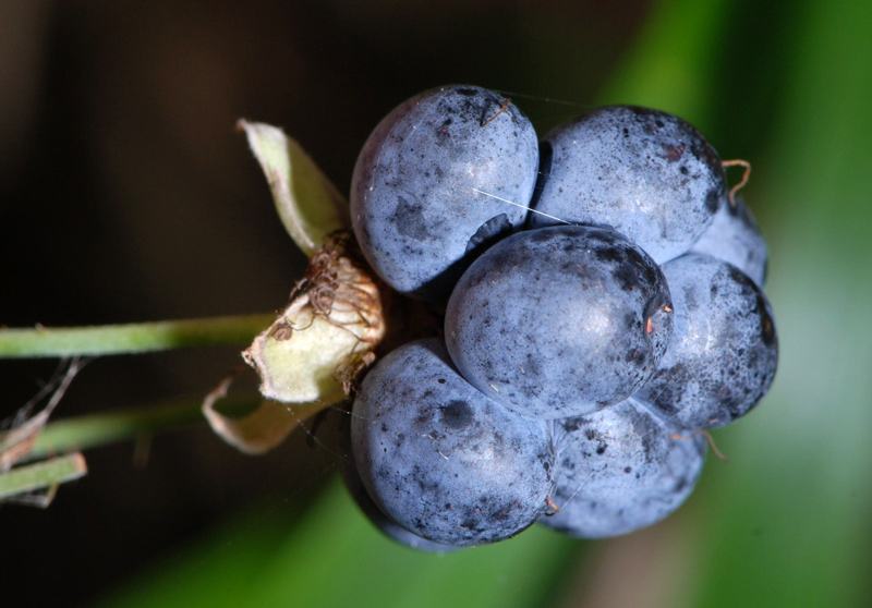 Rubus caesius / Rovo bluastro