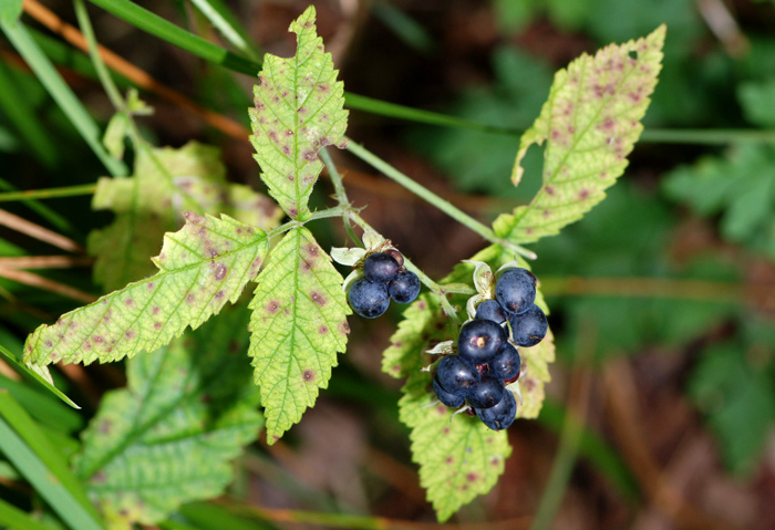 Rubus caesius / Rovo bluastro