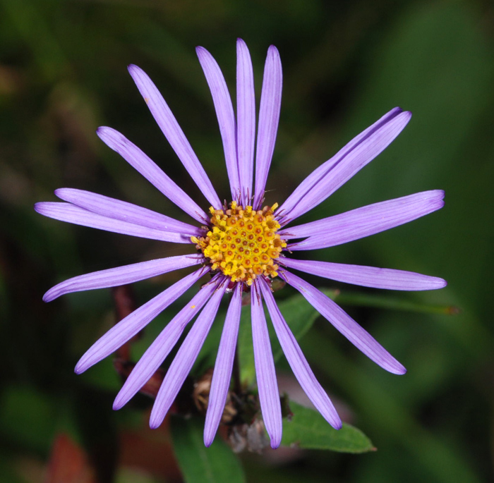 aster da identificare