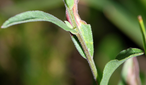 aster da identificare