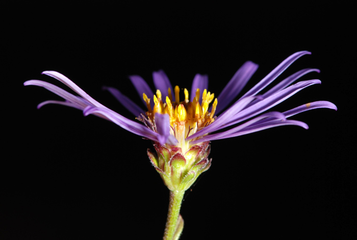 aster da identificare