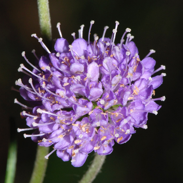 Succisa pratensis / Morso del diavolo