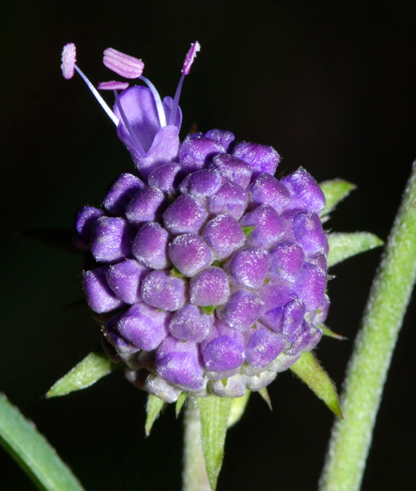 Succisa pratensis / Morso del diavolo