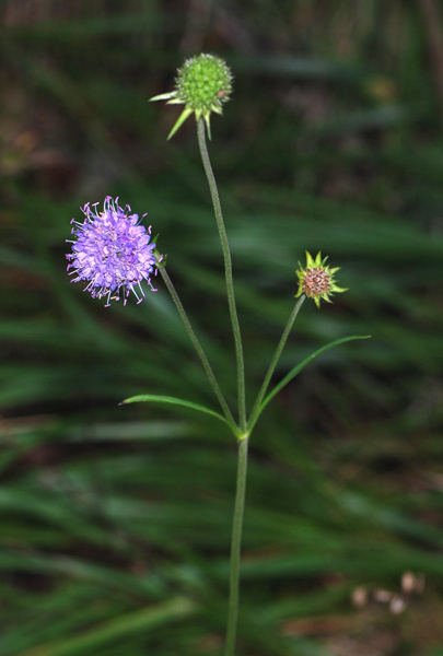 Succisa pratensis / Morso del diavolo