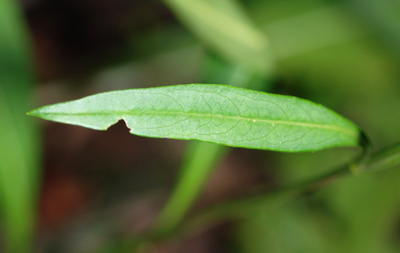 Succisa pratensis / Morso del diavolo