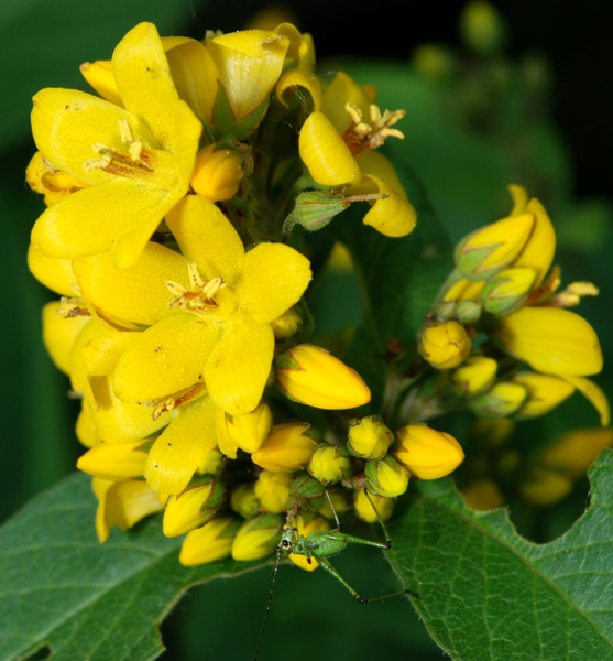 Lysimachia vulgaris / Mazza d''oro comune