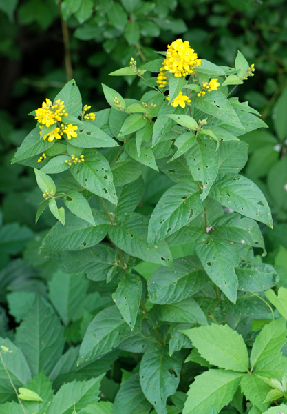 Lysimachia vulgaris / Mazza d''oro comune