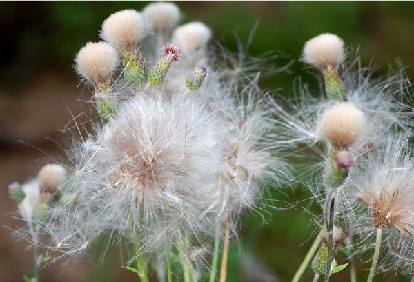 Cirsium arvense