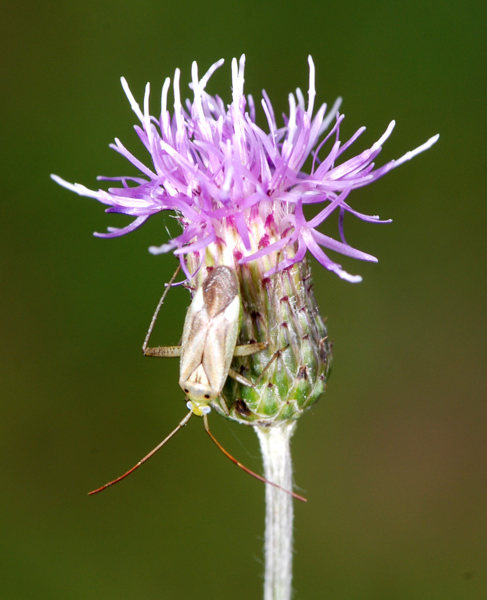 Cirsium arvense