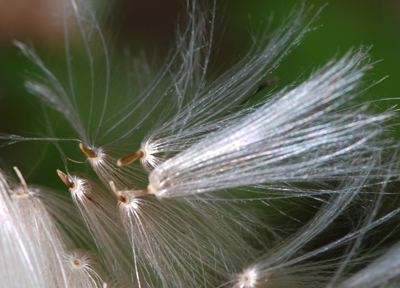 Cirsium arvense