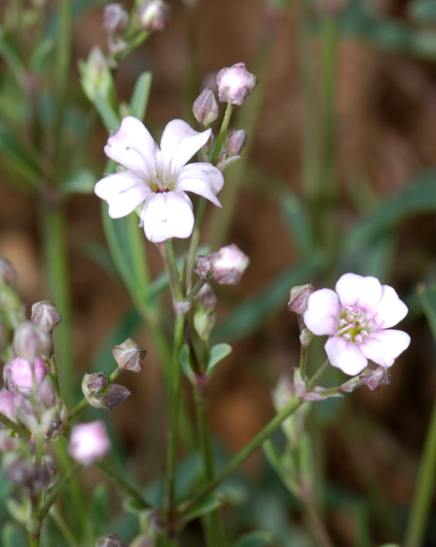 Gypsophila repens / Gipsofila strisciante