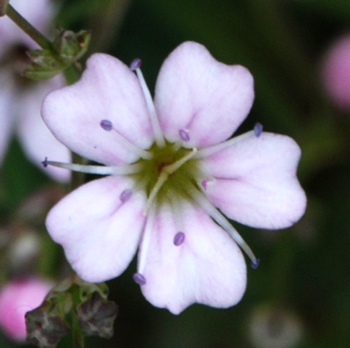 Gypsophila repens / Gipsofila strisciante