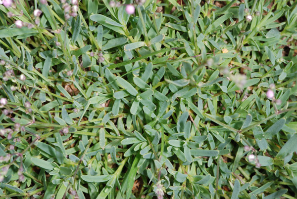 Gypsophila repens / Gipsofila strisciante