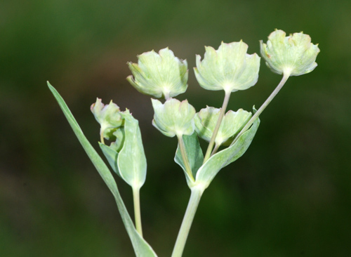 Bupleurum stellatum / Bupleuro stellato