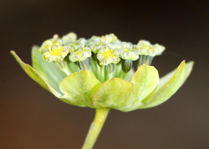 Bupleurum stellatum / Bupleuro stellato