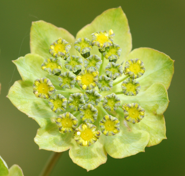 Bupleurum stellatum / Bupleuro stellato