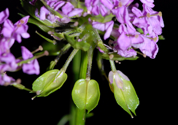 Iberis umbellata / Iberide rossa