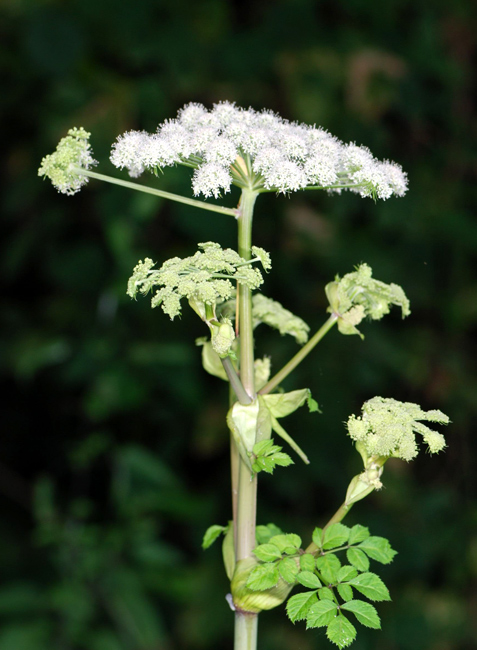 Angelica spp?