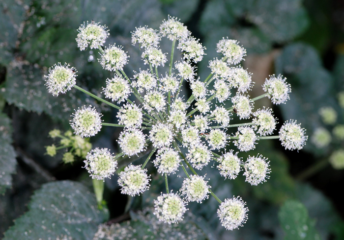 Angelica spp?