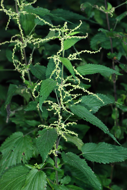 Urtica dioica