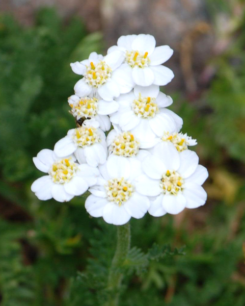 Achillea erba-rotta subsp. moschata (=A,moschata) / Millefoglio del granito