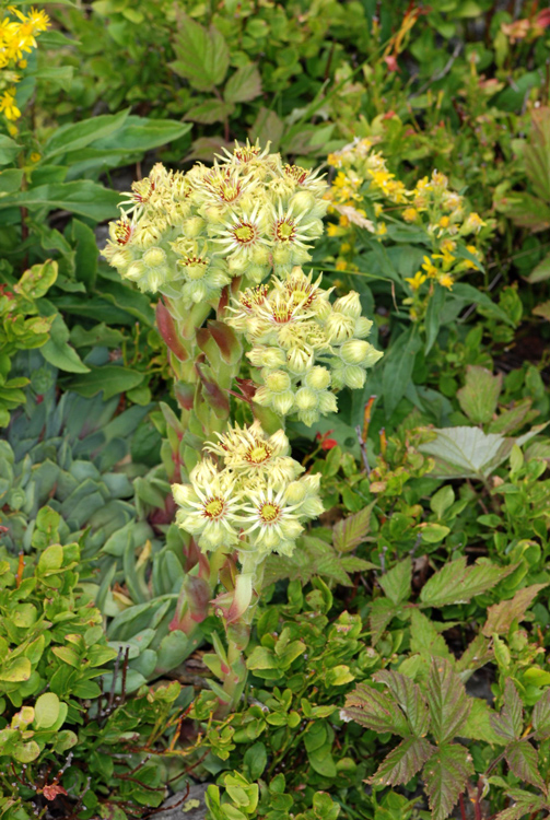 Sempervivum wulfenii / Semprevivo di Wulfen