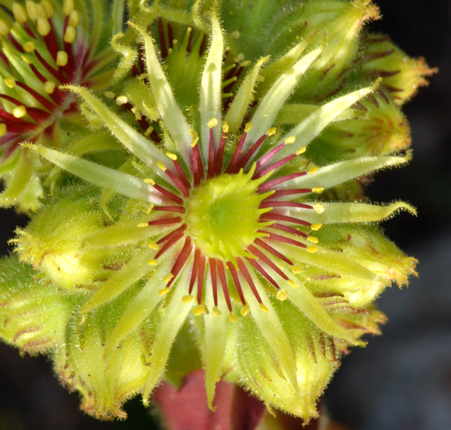 Sempervivum wulfenii / Semprevivo di Wulfen