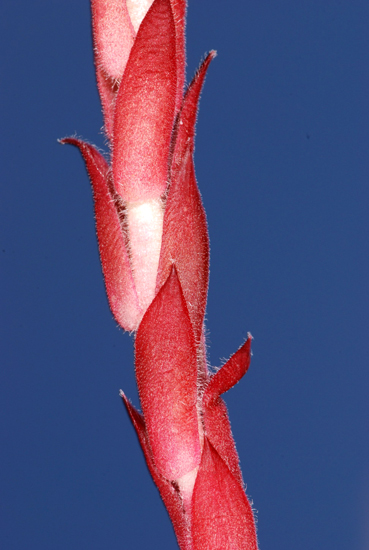 Sempervivum arachnoideum / Semprevivo ragnateloso