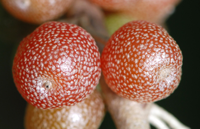 Elaeagnus umbellata