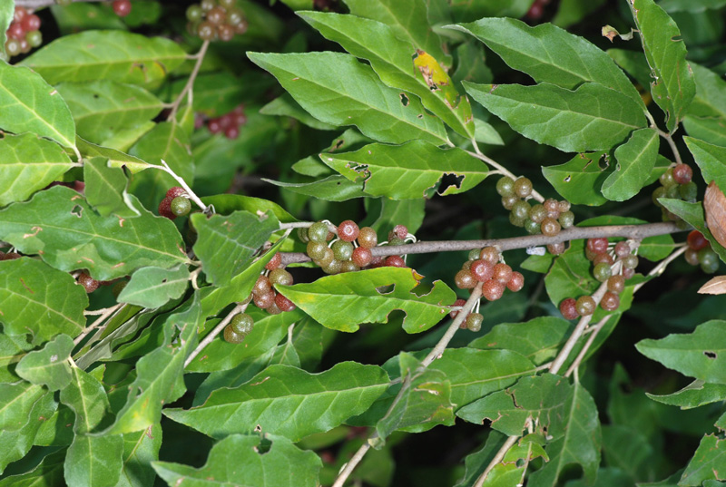 Elaeagnus umbellata