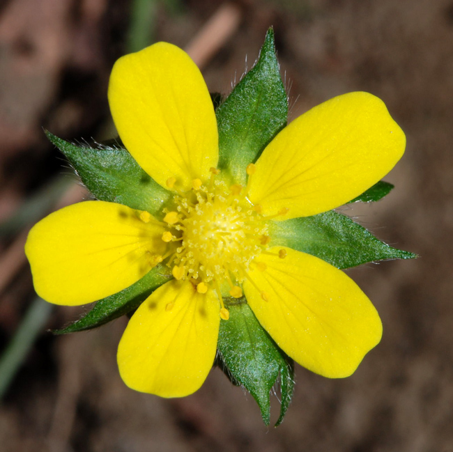 Potentilla indica (=Duchesnea indica) / Fragola matta